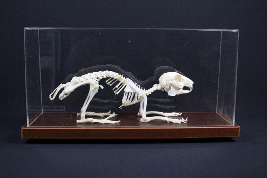 本物のウサギの骨格 台座付きウサギの骨 - Etsy 日本