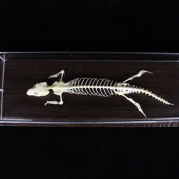 Real Lizard skeleton Lizard bone with base