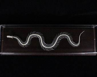 Real Snake skeleton Snake bone with base