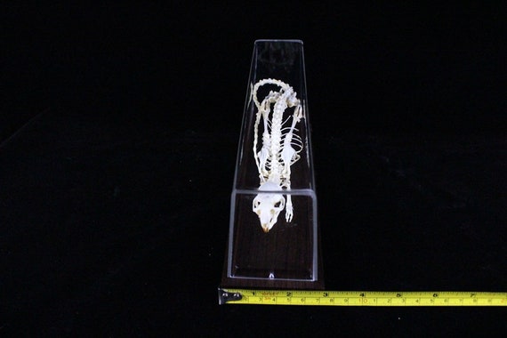 19.25 Attack Rat Skeleton Standard
