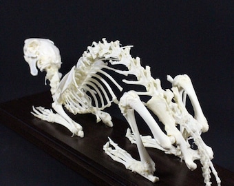 本物のウサギの骨格 ケースと台座なしのウサギの骨 - Etsy 日本
