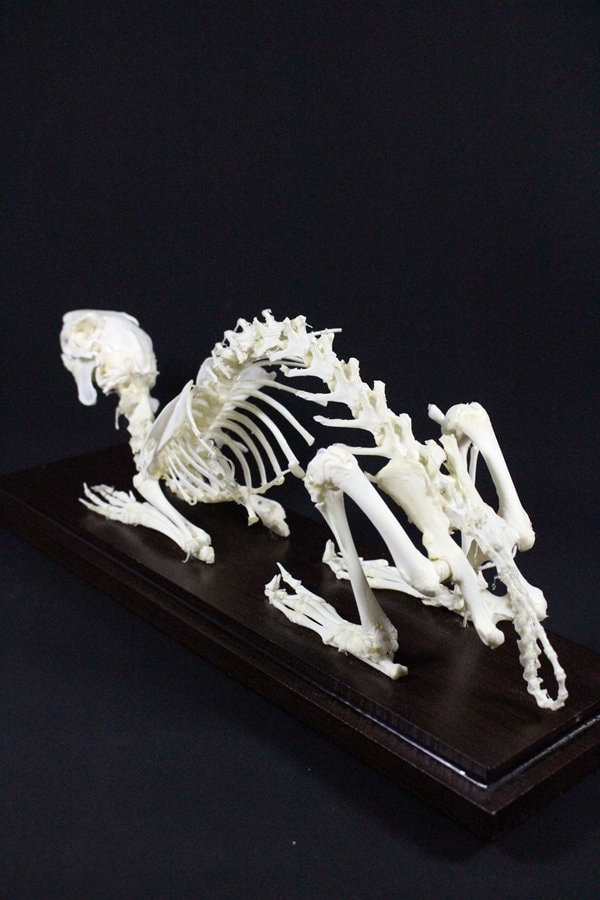 本物のウサギの骨格 ケースと台座なしのウサギの骨 - Etsy 日本