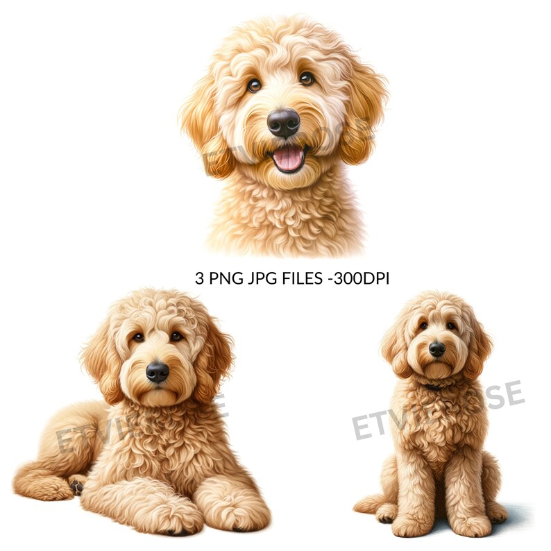 May include: Three digital illustrations of a golden doodle dog. The first image shows the dog's head and shoulders. The second image shows the dog lying down. The third image shows the dog sitting up.