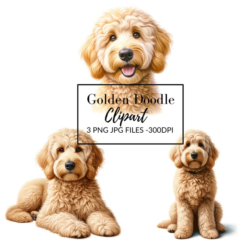 May include: Three digital illustrations of a golden doodle dog. The first image shows the dog's head and shoulders, the second shows the dog lying down, and the third shows the dog sitting up.