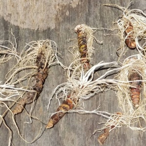 100% Authentic Genuine Southern Louisiana Whole Jezebel Root Curio Folk Magic