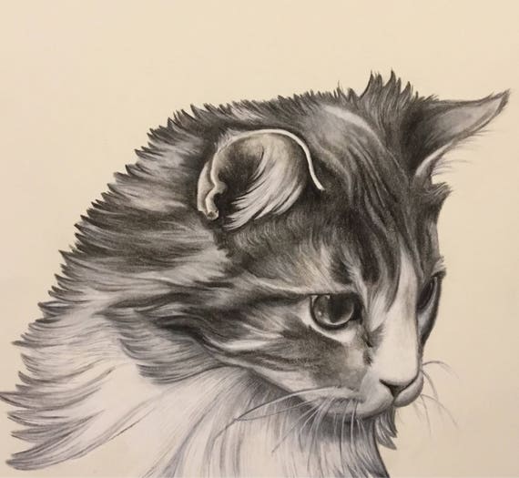 Dessin De Chat Personnalise Dessin Realiste De Chat Dessin Etsy