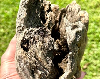 3D Coral Pot Driftwood Piece, Aquarium, Terrarium, Coastal Decor, Succulent Planter, Beautiful Freshwater Driftwood, Taxidermy Mount