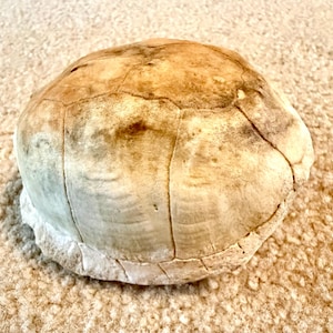 May include: A fossilized turtle shell fragment with a rounded, dome-like shape. The surface is off-white and tan, featuring a network of distinct, weathered scute lines and a textured, porous appearance across the curved exterior structure.