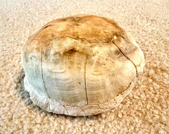 Turtle Shell, Real Turtle Shell, Cooter Shell, Ethically Sourced and Legally Collected, Real Turtle Shell Carapace