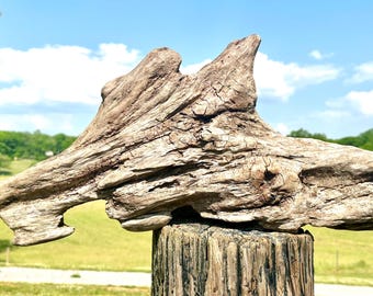Humpback Shark Cedar Driftwood Piece, Aquarium, Terrarium, Taxidermy, Photo Prop, Beach Wedding Decor, DIY Craft Supply, Reptile Tank
