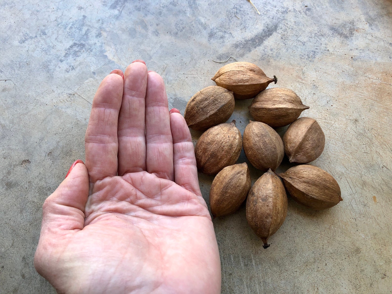Large Hickory Nuts Mockernuts Organic Wild Grown Eatable Etsy
