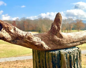 3 Prong Unknown Wood Branch Driftwood Piece, Aquarium, Terrarium, Taxidermy, Photo Prop, Beach Wedding Decor, DIY Craft Supply, Reptile Tank