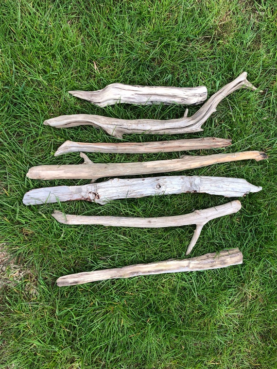 7 Driftwood Cedar Branches Aquarium Terrarium Taxidermy Craft Etsy