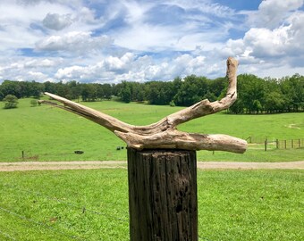 Flying Bird Driftwood Piece, Aquarium Terrarium Taxidermy Succulent Air Plant Driftwood, Coastal Garden Beach Wedding Decor, Reptile Spider