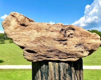 Smiling Grouper Driftwood Piece: Coastal Garden Decor, Aquarium, Terrarium