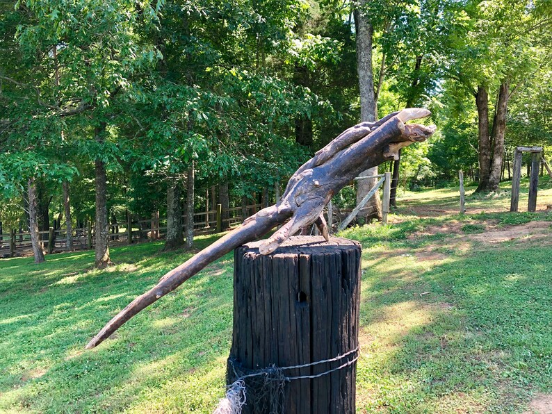 Snapping Lizard Driftwood Piece Aquarium Terrarium Taxidermy Etsy