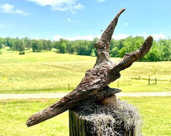 Long Neck Chicken Driftwood, Rustic Coastal Garden Decor, Reptile Tank