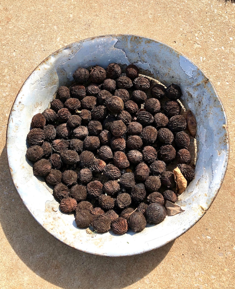 Black Walnuts Tennessee Black Walnuts 5 Lb. Bag of Unhusked Etsy