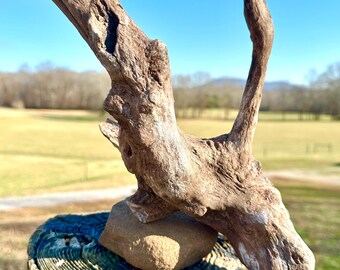 Sculptured Cedar Root Driftwood Piece, Aquarium, Terrarium, Taxidermy, Photo Prop, Beach Wedding Decor, DIY Craft Supply, Reptile Tank, Bird