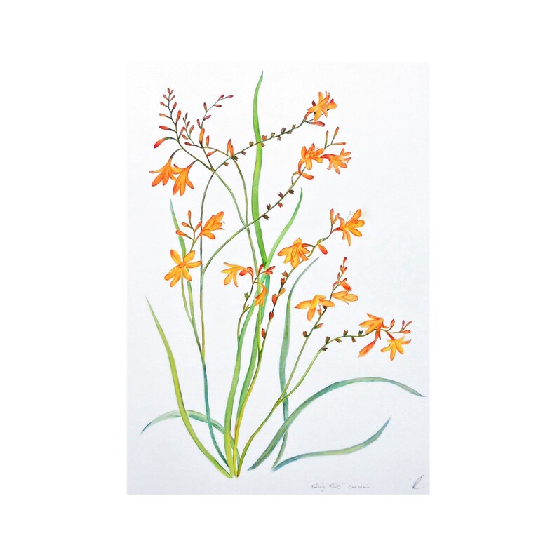 Montbretia Lily Flowers Botanical Watercolour  Orange Floral image 1