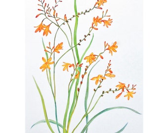 Orange Flower Botanical Watercolour Painting: Lilly Modern Floral Wall Art of Montbretia Flowers