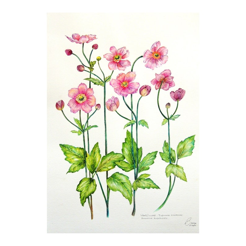 Wind Flowers Original Botanical Watercolour Painting. image 1