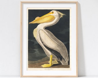 Utskrivbar konst av John James Audubon med amerikansk vit pelikan. Utskrivbar affisch. A4, A3, A2. Inkluderade storlekar - digital nedladdning.
