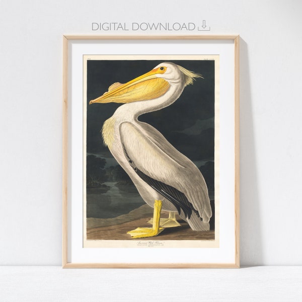 American White Pelican Printable Art by John James Audubon Printable Poster A4 A3 A2 Sizes Included - Digital Download