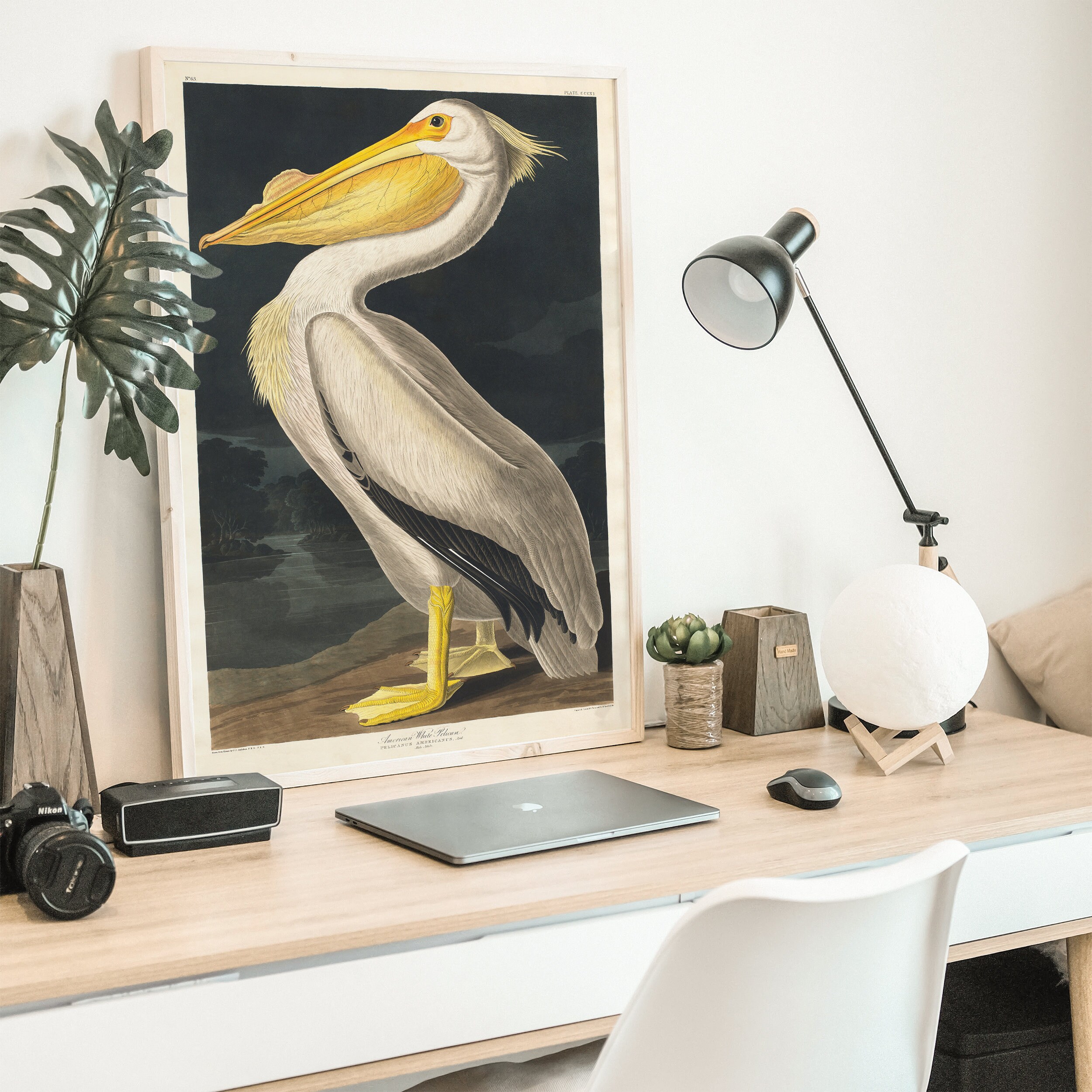 American White Pelican Printable Art by John James Audubon Printable ...