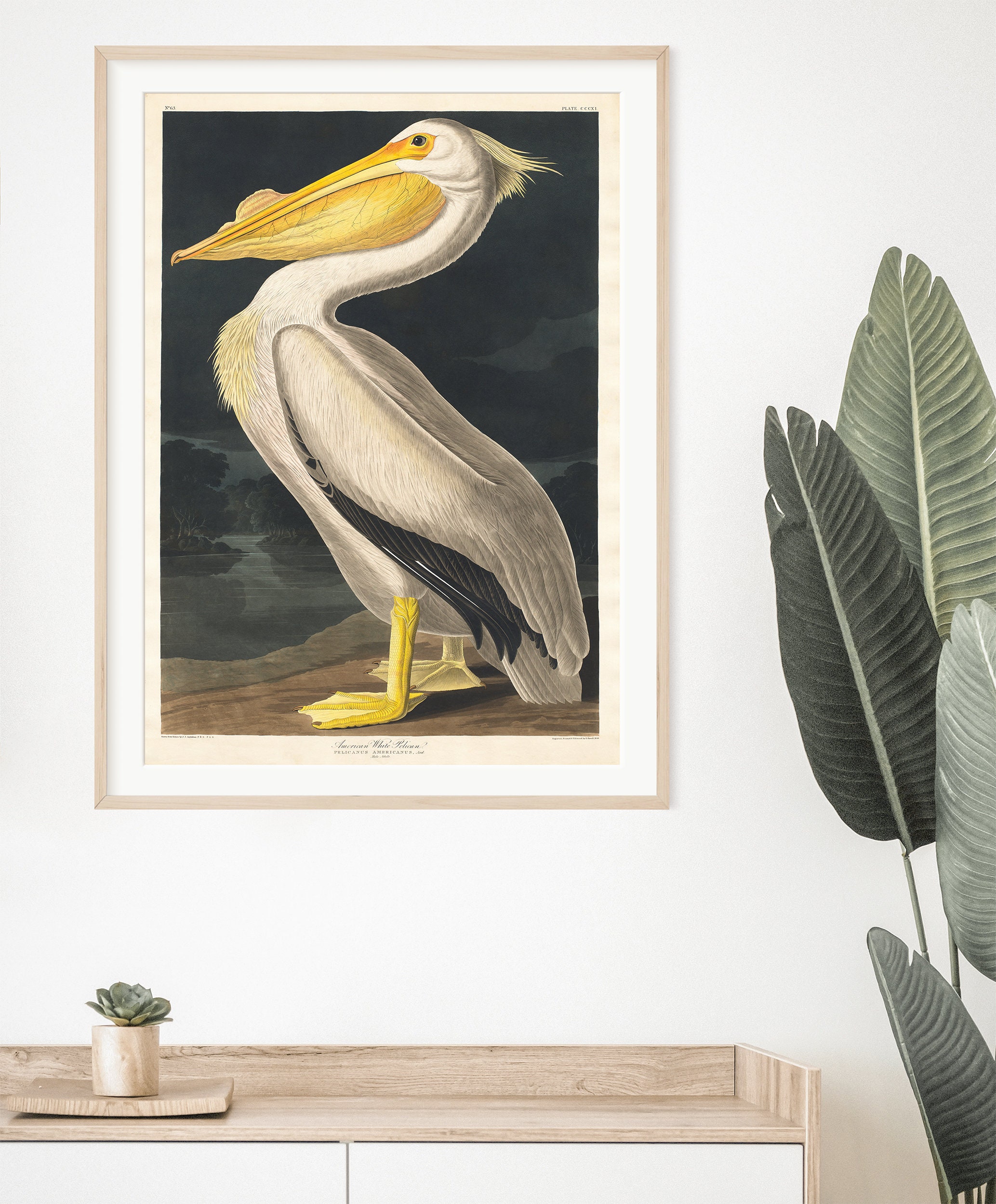 American White Pelican Printable Art by John James Audubon Printable ...