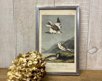 May include: A framed vintage print of Snow Lark Bunting birds in a silver metal frame. The print features three birds, one in flight, with a landscape background. A dried, beige hydrangea flower is in the foreground.