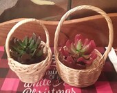 Easter Two small mini vintage wicker basket set succulent planters trinkets herbs dolls Boho farmhouse country market handled miniature