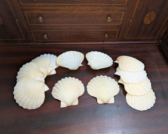 Real Scallop Shell Large Irish Baking Shell Decoupage Craft Supply Holder Air Plant Candle Trinket Dish