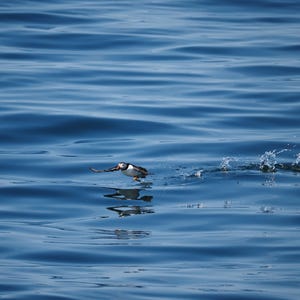 Skipping Puffin Print: Coastal Bird Photography (Digital Download A2/16x24 inches)