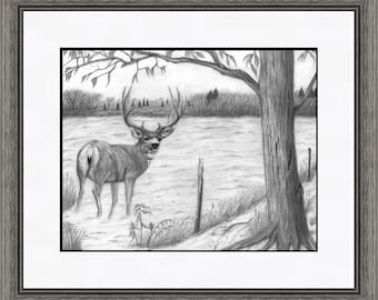 Mule Deer Buck Pencil Art Print "Looking", Graphite Animal Art, Pencil Animal Art Print, Black and White Wall Art, Deer Wildlife Art Print