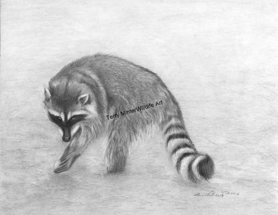 Raccoon Pencil Drawing