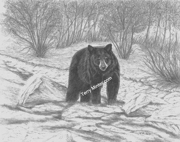Black Bear Fishing Pencil Sketch Print - Saskatchewan Wildlife Art