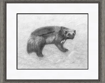 Wolverine Pencil Art Print "Silent Hunter", Graphite Animal Art, Pencil Animal Art Print, Black and White Pencil Sketch, Wildlife Art Print