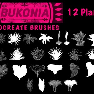 12 Plantas - Cepillos Procreados por Bukonia