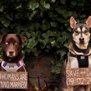 Our Humans are Getting Married, Pet Save the Date Sign, Dog Photo Prop Sign, Pet Wedding Sign, Engagement Photos Sign, Rustic Wedding Signs image 1