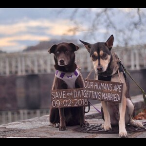 Our Humans are Getting Married, Pet Save the Date Sign, Dog Photo Prop Sign, Pet Wedding Sign, Engagement Photos Sign, Rustic Wedding Signs image 2