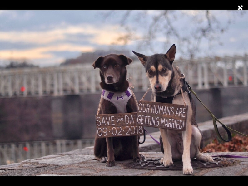 Our Humans are Getting Married, Pet Save the Date Sign, Dog Photo Prop Sign, Pet Wedding Sign, Engagement Photos Sign, Rustic Wedding Signs image 2