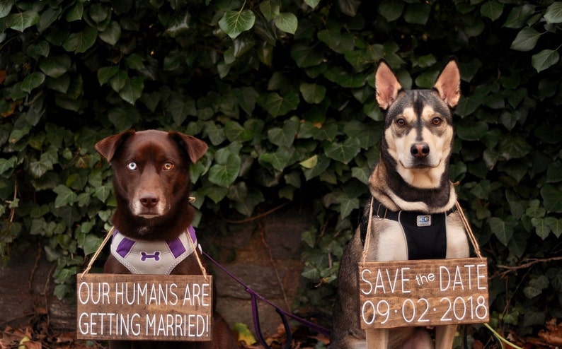 Our Humans are Getting Married, Pet Save the Date Sign, Dog Photo Prop Sign, Pet Wedding Sign, Engagement Photos Sign, Rustic Wedding Signs image 1