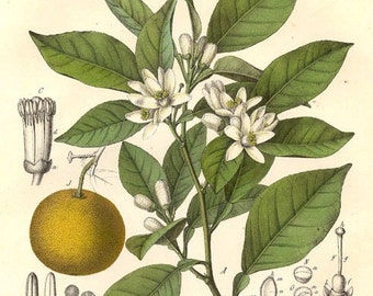 Neroli Absolute, Citrus Aurantium Amara Absolute, 100% pure and natural, therapeutic grade jasmine, aromatherapy orange blossom absolute oil