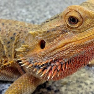 Bearded Dragon Wings, Bearded Dragon Frog Ears, Pet Clothing, Hats for Bearded Dragon, Hats Snakes, Hamster Clothes, Party Hats Birthday
