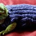 see more listings in the Bearded Dragon  section