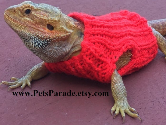 sweatshirts for bearded dragons