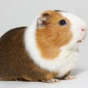 May include: A brown and white guinea pig with a white patch on its chest and a white stripe on its head. The guinea pig is sitting on a white background.