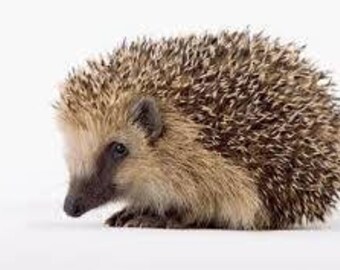 Casa de punto para hámster: cama para animales pequeños, escondite para cobayas