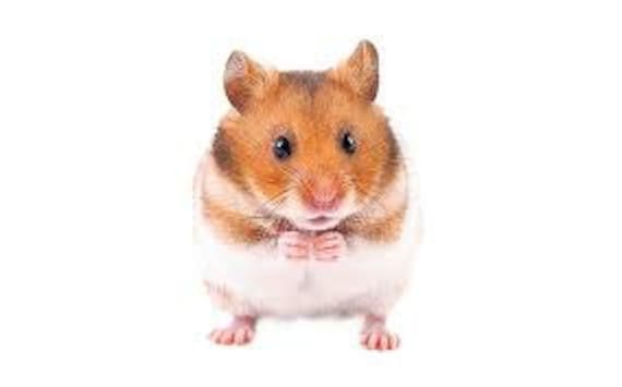 hamster with clothes